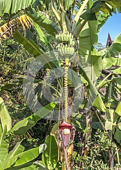 Fruits and flower on the banana plantation .