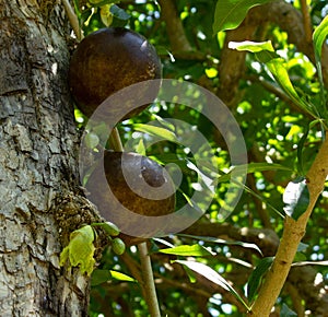 Fruits and flowers of Calabash tree