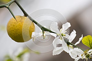 Fruits and flowers of trifoliate orange tree