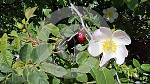 Fruits and flowers of wild roses