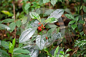 Fruits and foliage of Notopleura uliginosa
