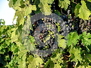 The fruits of golden autumn, vines and ripe grapes.