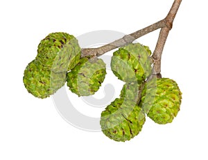 Fruits of Gray alder photo