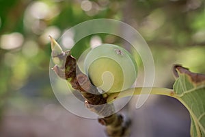 Fruits green fig on the tree with leaves