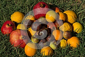 Fruits on green grass