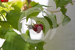 Fruits and green leaves of a raspberry plant in natural light