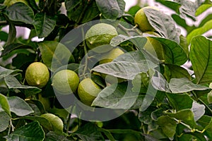 Fruits of green lemons on branches.