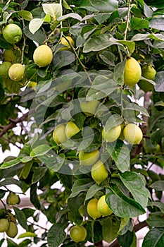 Fruits of green lemons on branches.