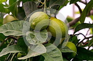 Fruits of green lemons on branches.