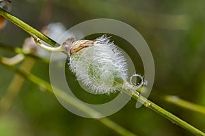 Fruits of Hairy-fruited broom, Cytisus striatus