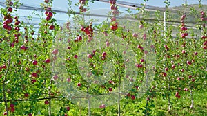 Fruits hang on apple tree branches in orchard under mesh