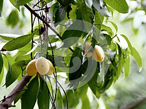fruits hanging from a tree branch in a tree area with green leaves