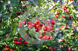 Fruits of hawthorn decorative in the beginning of autumn on a sunny day. Moscow region, Russia