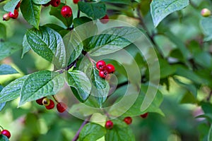 Fruits of a hollyberry cotoneaster, Cotoneaster bullatus