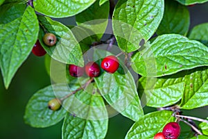 Fruits of a hollyberry cotoneaster, Cotoneaster bullatus