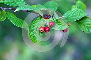 Fruits of a hollyberry cotoneaster, Cotoneaster bullatus