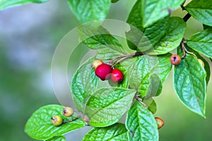 Fruits of a hollyberry cotoneaster, Cotoneaster bullatus