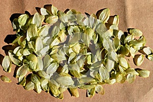 Fruits of hops (Humulus lupulus), a plant used in the manufacture of beer