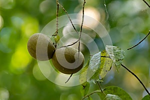 Fruits of a horse balls tree, Tabernaemontana donnell-smithii