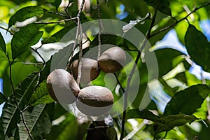 Fruits of a horse balls tree, Tabernaemontana donnell-smithii
