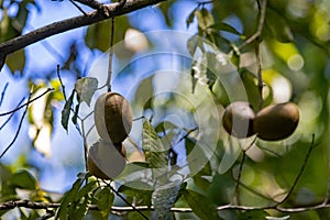 Fruits of a horse balls tree, Tabernaemontana donnell-smithii