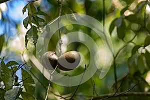 Fruits of a horse balls tree, Tabernaemontana donnell-smithii