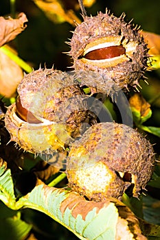 Fruits of horse-chestnut