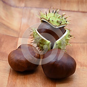 fruits of the horse chestnut tree, Aesculus hippocastanum photo