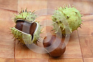 fruits of the horse chestnut tree, Aesculus hippocastanum photo