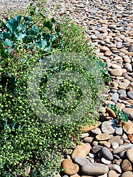 fruits of horseradish katran (Crambe maritima) seaside