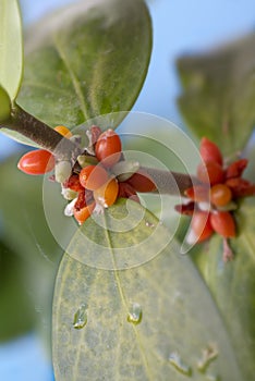 Fruits of Hydnophytum moseleayanum ant plant