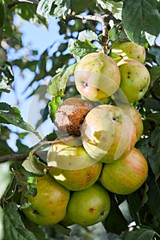 Fruits Infected by the Apple Monilia fructigena