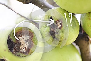 Fruits Infected by the Apple scab Venturia inaequalis