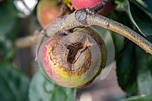 Fruits Infected by the Apple scab Venturia inaequalis and Brown Rot Monilia fructigena