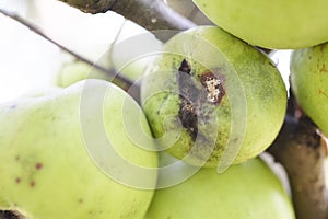 Fruits Infected by the Apple scab Venturia inaequalis photo