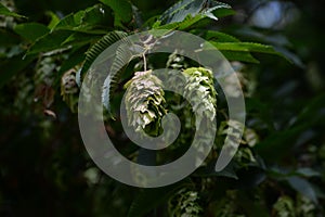 Fruits of Japanese hornbeam