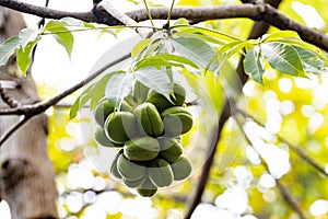 Fruits of a java olive tree, Sterculia foetida