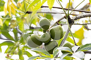 Fruits of a java olive tree, Sterculia foetida