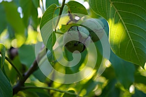 The fruits of Juglans regia grow on the branches in September. Berlin, Germany