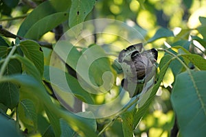 The fruits of Juglans regia grow on the branches in September. Berlin, Germany