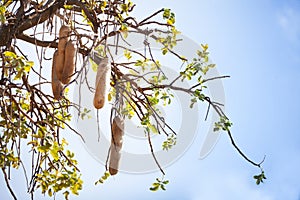 Fruits of Kigelia or sausage tree against blue sky