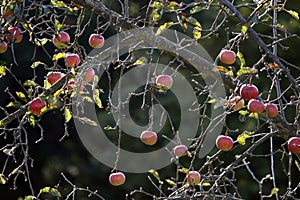 Fruits on the late autumn canopy of apples.