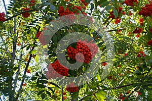 Fruits in the leafage of European rowan