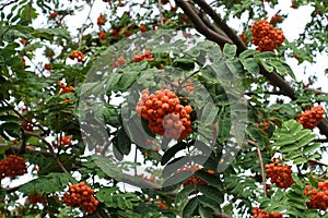 Fruits in the leafage of Sorbus aucuparia