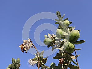 fruits and leaves of apple of sodom tree (Calotropis procera)