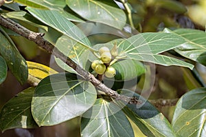 Fruits and leaves of a Banyan fig, Ficus benghalensis