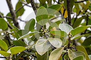 Fruits and leaves of a Banyan fig, Ficus benghalensis