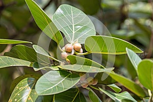 Fruits and leaves of a Banyan fig, Ficus benghalensis
