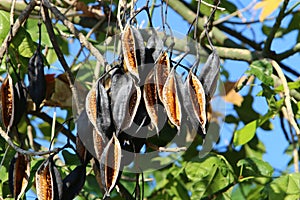 Fruits and leaves on branches of Brachychiton heterophyllous.