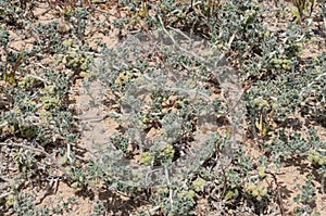 Fruits and leaves of Coastal medick, Medicago marina photo